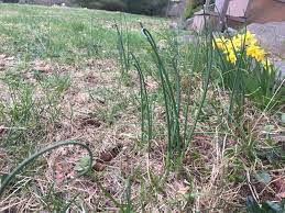 Weed Of The Month Wild Garlic