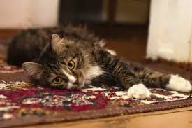 how to get cat litter out of carpet 5