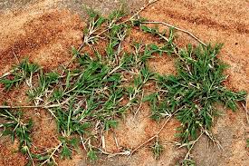 Since this weed thrives in overly moist areas, the best way to treat dollar weed is by reducing moisture in the affected area with proper mowing and irrigation. How To Get Rid Of Zoysia Grass Simple Steps To Remember