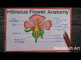 how to draw hibiscus flower anatomy