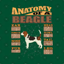 Anatomy Of A Beagle Beagle Dog