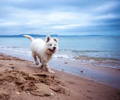nine secluded dog friendly beaches in