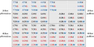 codon pairs in virus and host genomes