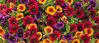 We're proud to offer a selection of proven winners perennials at great garden plants. Proven Winners Matsuda S Northern California Wholesale Nursery
