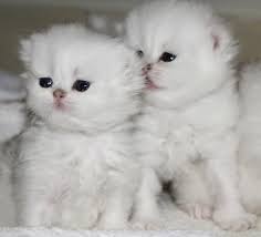 There are 2296 persian kittens for sale on etsy, and they cost $23.44 on average. Persian Kittens For Sale Craigslist