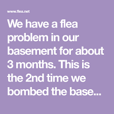 We Have A Flea Problem In Our Basement