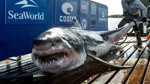 Monster 450kg great white shark ...