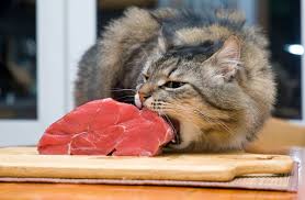 Image result for cat eating