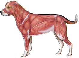 Anatomy And Physiology Canine Muscles Diagram Quizlet
