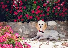 Creating A Dog Friendly Garden Florissa