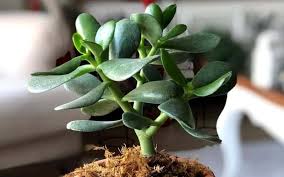 The jade plant also known as the money plant. 20 Different Types Of Jade Plants With Pictures Care Guide