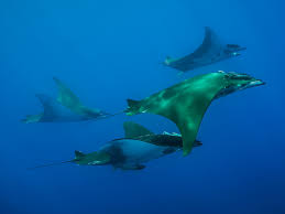 Maybe you would like to learn more about one of these? Portugal Dive Azores Diving In The Middle Of The Atlantic Ocean