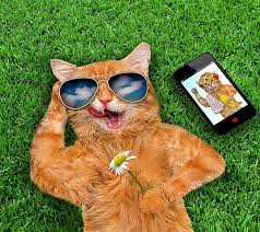 Cat Funny Grass Love Smart Phone