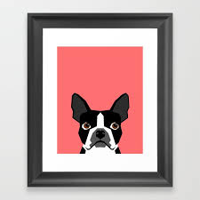 boston terrier gifts framed art
