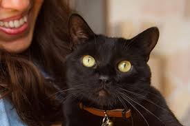 Black kitten is just a robin ripoff. Cat Scared Of Noise Help Cat Be Less Fearful Best Friends Animal Society
