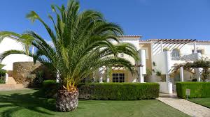 how to landscape with palm trees in orlando