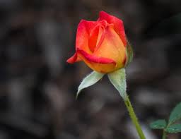 free stock photo of orange rose