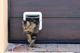 Cat Flap Installation In Wall Cost