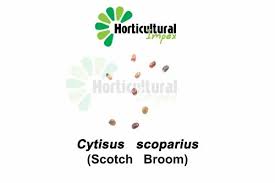 cytisus scoparius seeds packaging type