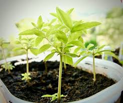 reproducir árboles y plantas