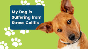 my dog is suffering from stress colitis