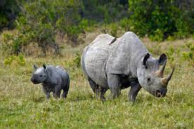 Картинки носорога