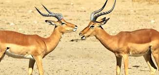 Image result for impala antelope