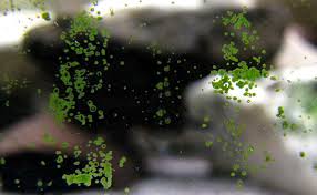 remove green spot algae