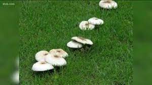 getting rid of mushrooms in your lawn