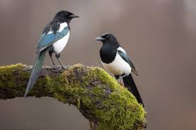 magpie bird facts pica pica