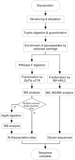 Flow Chart Of The Sequence Analysis Of A Glycoprotein