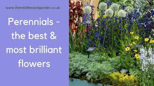 grow the best plants for your borders