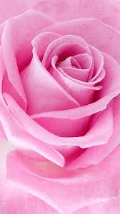 live wallpaper for android pink rose