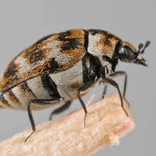 carpet beetle pest control auckland