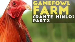 Gamefowl Conditioning Methods Gamefowl Conditioning By Dante Hinlo Part 3