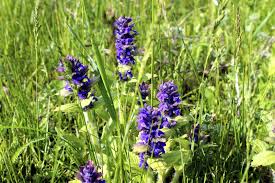 ajuga weed control tips for getting