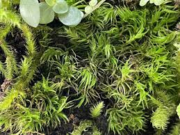 fresh live moss selection for