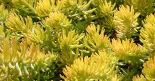 Sedum Reflexum Care: Learn How To Grow The Blue Spruce ...