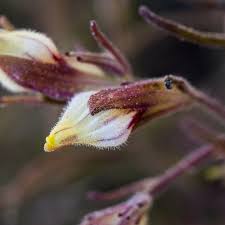 beak cordylanthus tenuis flower leaf