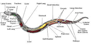 Diagram Of Snake Anatomy Yahoo Search Results Yahoo Image