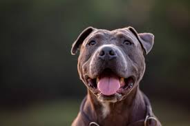 american pit bull terrier character