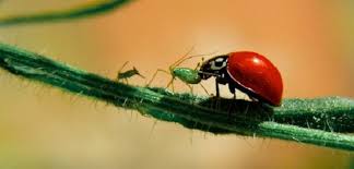 ladybugs attract native species