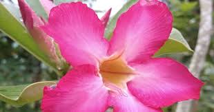 Kasiat bunga tunjung biru : Gambar Bunga Kamboja Pink Keindahan Bunga Kamboja Pink Di Pagi Hari Bibit Bunga Kamboja Kuning Motif Bunga Kamboja Merah M Gambar Bunga Bunga Bunga Teratai