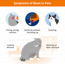 An ultrasound will give your doctor a lot of information and may help rule out or confirm the diagnosis. Bloat In Dogs Cats Causes Signs Symptoms Canna Pet