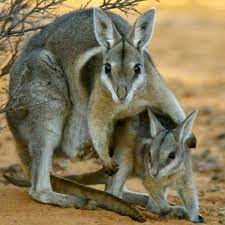 bridled nail tailed wallaby