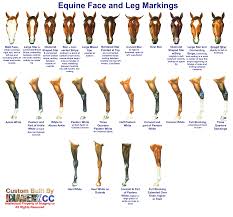 Equine Face Leg Markings Via The Fantasy Writers Guide To