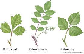 poison ivy oak and sumac leaves los