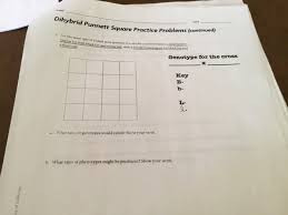 Fill out the squares with the alleles from parent 2. Solved Date Dihybrid Punnett Square Practice Problems Co Chegg Com