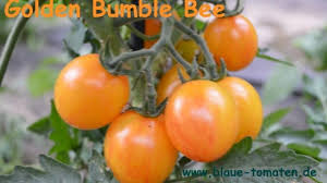 Conseils de semis et de plantation. Golden Bumble Bee Sunrise Bumblebee Saatgut Tomaten Samen Gemuse Kalebassen Kleiner Gemusekonig