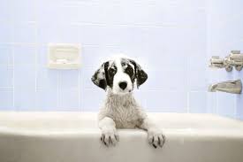 how often should you wash your dog